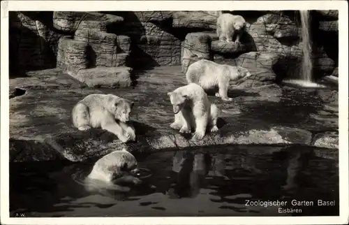 Ak Basel, Zoologischer Garten, Eisbären im Gehege
