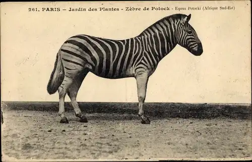 Ak Paris, Jardin des Plantes, Zebre de Potock