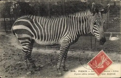Ak Paris, Jardin des Plantes, Zebre