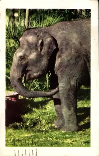 Ak San Diego Kalifornien, Zoo, Indian Elephant