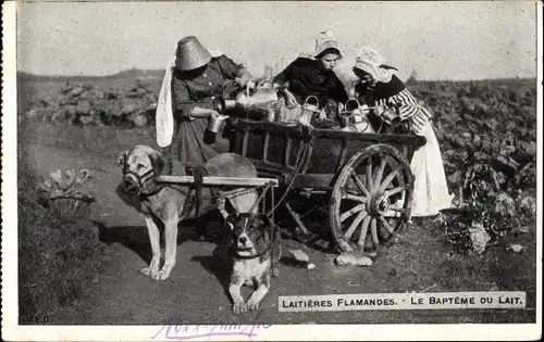 Ak Laitieres Flamandes, le Bapteme du Lait, Milchfrauen, Zughunde, Hundekarren, Trachten