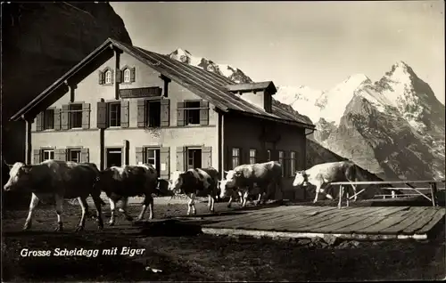 Ak Kanton Bern, Große Scheidegg mit Eiger, Hütte, Kühe