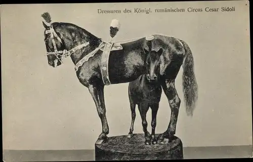 Ak Dressuren des Königlich rumänischen Zirkus Cesar Sidoli, Pferde
