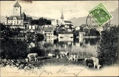 Ak Spiez am Thuner See Kanton Bern, Ortsansicht, Kühe