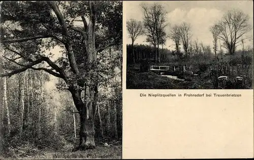 Ak Frohnsdorf Treuenbrietzen in Brandenburg, Nieplitzquelle, Waldpartie