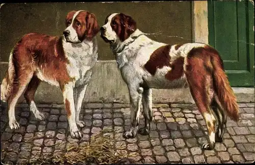 Ak Zwei Bernhardiner, Hunde vor einem Haus