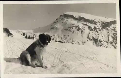 Ak Bernhardiner, Freya von der Schwarzwasserhütte, Hund vor Bergpanorama, Schnee