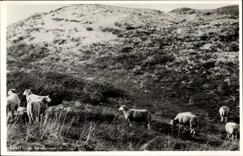 Ak Texel Nordholland Niederlande, in de Duinen, Schafe