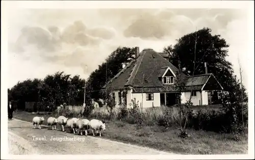 Ak De Burg Texel Nordholland Niederlande, Jeugdherberg, Schafsherde