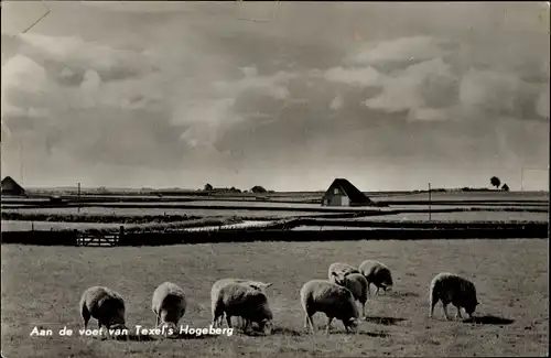 Ak Texel Nordholland Niederlande, an de voet van Texels Hogeberg, Schafsweide