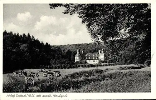 Ak Crottorf Friesenhagen Rheinland Pfalz, Schloss Crottorf, Hirschpark