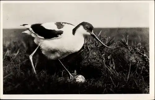 Ak Texel Nordholland Niederlande, Kluut, Säbelschnäbler mit Gelege