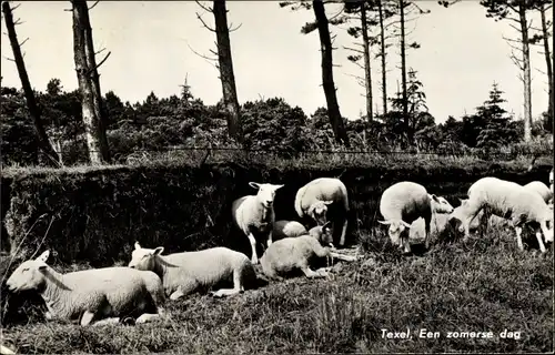 Ak Texel Nordholland Niederlande, en zomerse dag, Schafe