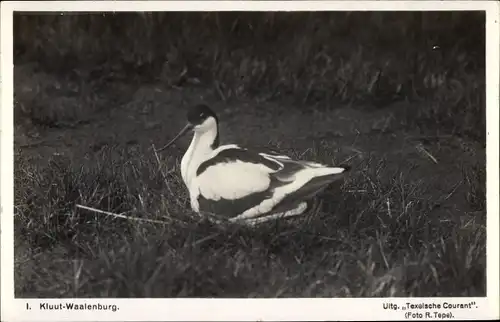 Ak Waalenburg Texel Nordholland Niederlande, Kluut, Säbelschnäbler