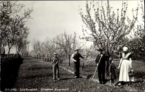 Ak Zuid Beveland Zeeland Niederlande, Gartenarbeit, Obstbäume