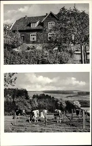 Ak Altenkirchen im Westerwald, Pension Kellner- Stürzelbach, Kühe