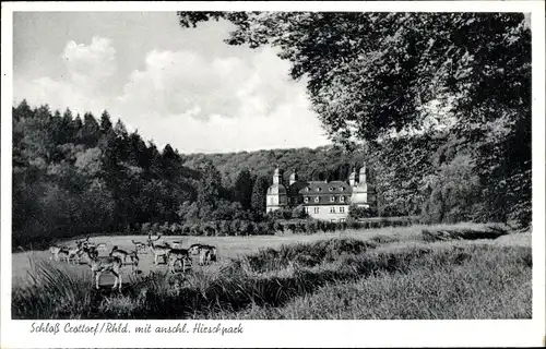 Ak Crottorf Friesenhagen Rheinland Pfalz, Schloss Crottorf, Hirschpark