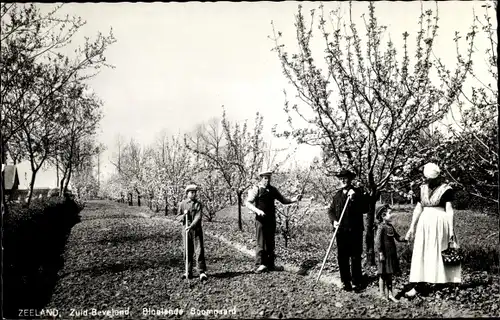 Ak Zuid Beveland Zeeland, Gartenarbeit, Obstbäume