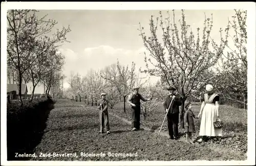 Ak Zuid Beveland Zeeland Niederlande, Gartenarbeit, Obstbäume