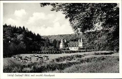 Ak Crottorf Friesenhagen Rheinland Pfalz, Schloss Crottorf, Hirschpark