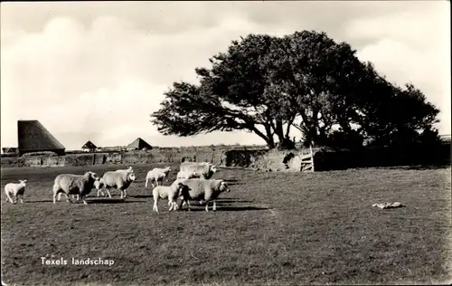 Ak Texel Nordholland Niederlande, Landschap, Schafsweide