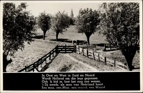 Ak Stein Limburg Niederlande, Landschaft mit Kühen