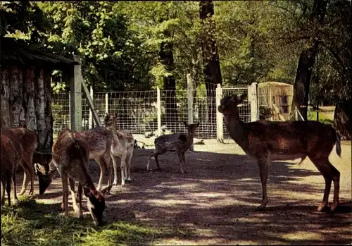 Ak Maubeuge Nord, Le Zoo, Wildtiere, Rehe