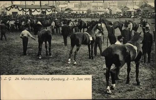 Ak Hamburg Mitte Altstadt, DLG 24. Wanderausstellung 2. - 7. Juni 1910, Pferde