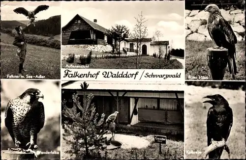 Ak Walddorf Altensteig Baden Württemberg, Falkenhof, Kolkrabe, Wanderfalke, Seeadler, Roter Milan