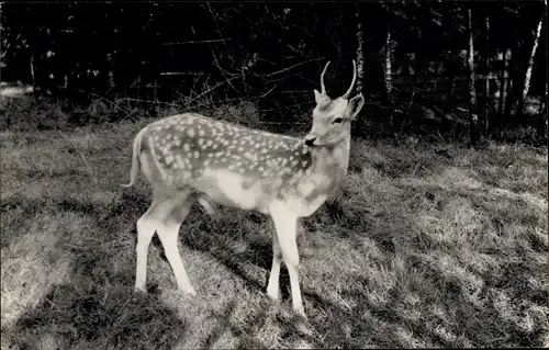 Ak Hirschfeld in Sachsen, Tierpark, Junger Damhirsch