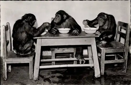 Ak Nürnberg in Mittelfranken, Tiergarten Schimpansen am Tisch