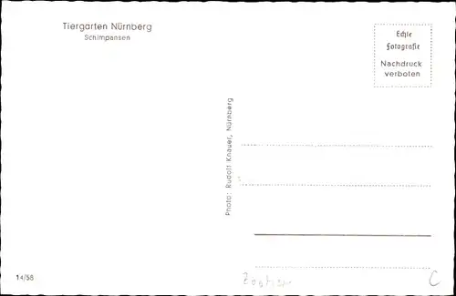 Ak Nürnberg in Mittelfranken, Tiergarten Schimpansen am Tisch