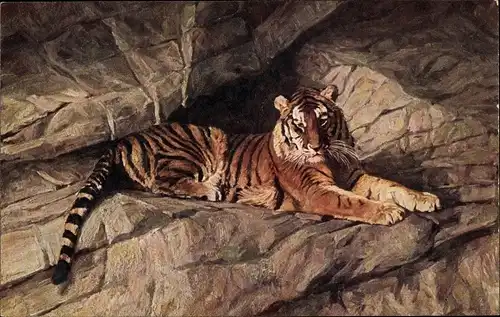 Ak Hamburg Eimsbüttel Stellingen, Carl Hagenbecks Tierpark, Tiger auf einem Felsen