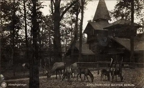 Ak Berlin Tiergarten, Zoologischer Garten, Hirsche