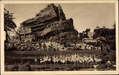 Ak Hamburg Eimsbüttel Stellingen, Carl Hagenbeck's Tierpark, Affenfelsen mit Flamingowiese