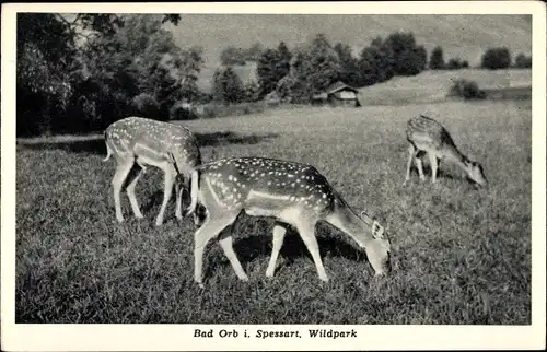 Ak Bad Orb im Spessart, Wildpark, Rehe