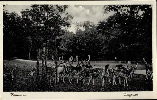 Ak Hannover in Niedersachsen, Tiergarten