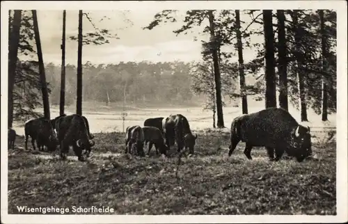 Ak Schorfheide Barnim, Wisentgehege