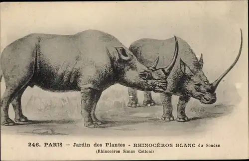 Künstler Ak Paris, Jardin des Plantes, Rhinoceros, Blanc du Soudan, Nashorn