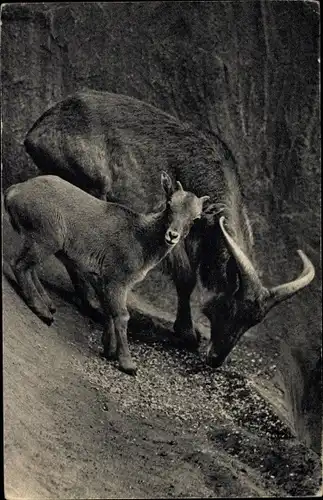 Ak Paris, Parc Zoologique, Un Mouflon