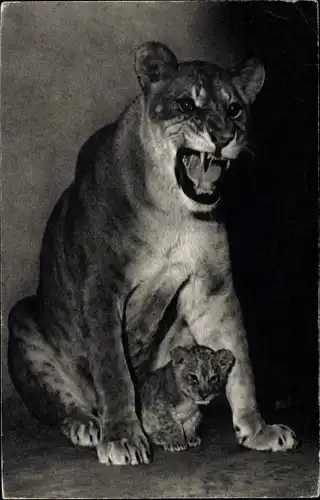 Ak Paris XII, Parc Zoologique du Bois de Vincennes, Lionne et son petit, Löwin