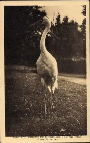 Ak Cleres Seine Maritime, Parc Zoologique, Grue Blanche, Schreikranich