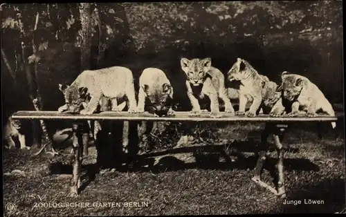 Ak Zoologischer Garten Berlin, Junge Löwen