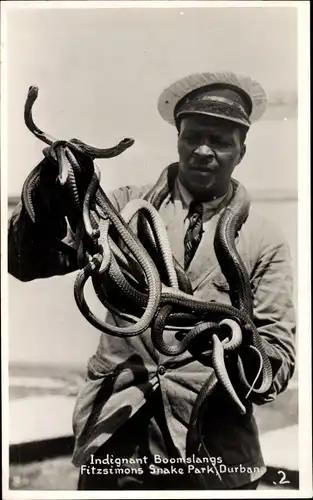 Foto Ak Durban Südafrika, Indignant Boomslangs, Fitzsimons Snake Park