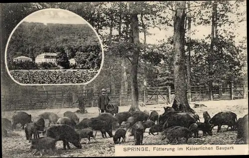 Ak Springe am Deister, Fütterung im Kaiserlichen Saupark