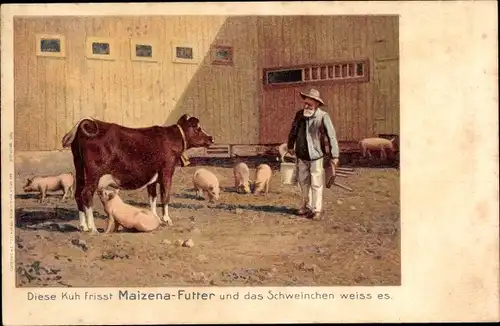 Ak Reklame Maizena-Futter, Schweine, Kuh