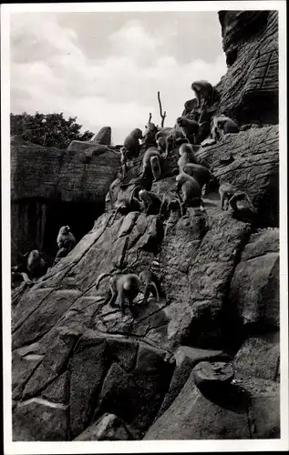 Ak Hamburg Eimsbüttel Stellingen, Carl Hagenbeck's Tierpark, Affenfelsen, Mantelpaviane