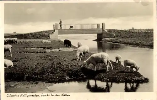 Ak Heiligenhafen, Brücke bei den Watten, Schafe, Wiese