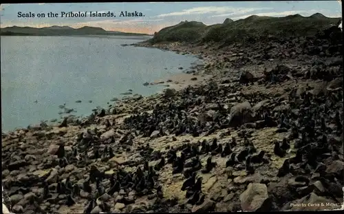 Ak Pribilof Inseln Alaska USA, Seals on the Pribolof Islands