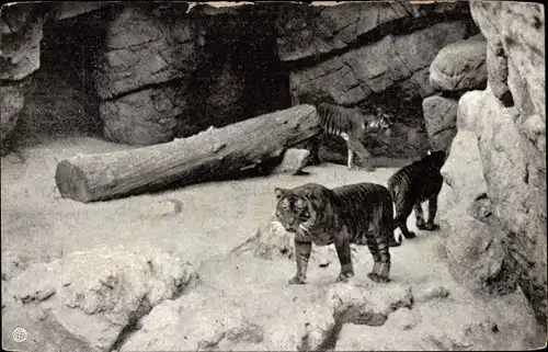 Ak Budapest Ungarn, Tigrisek a barlangban, Zoo